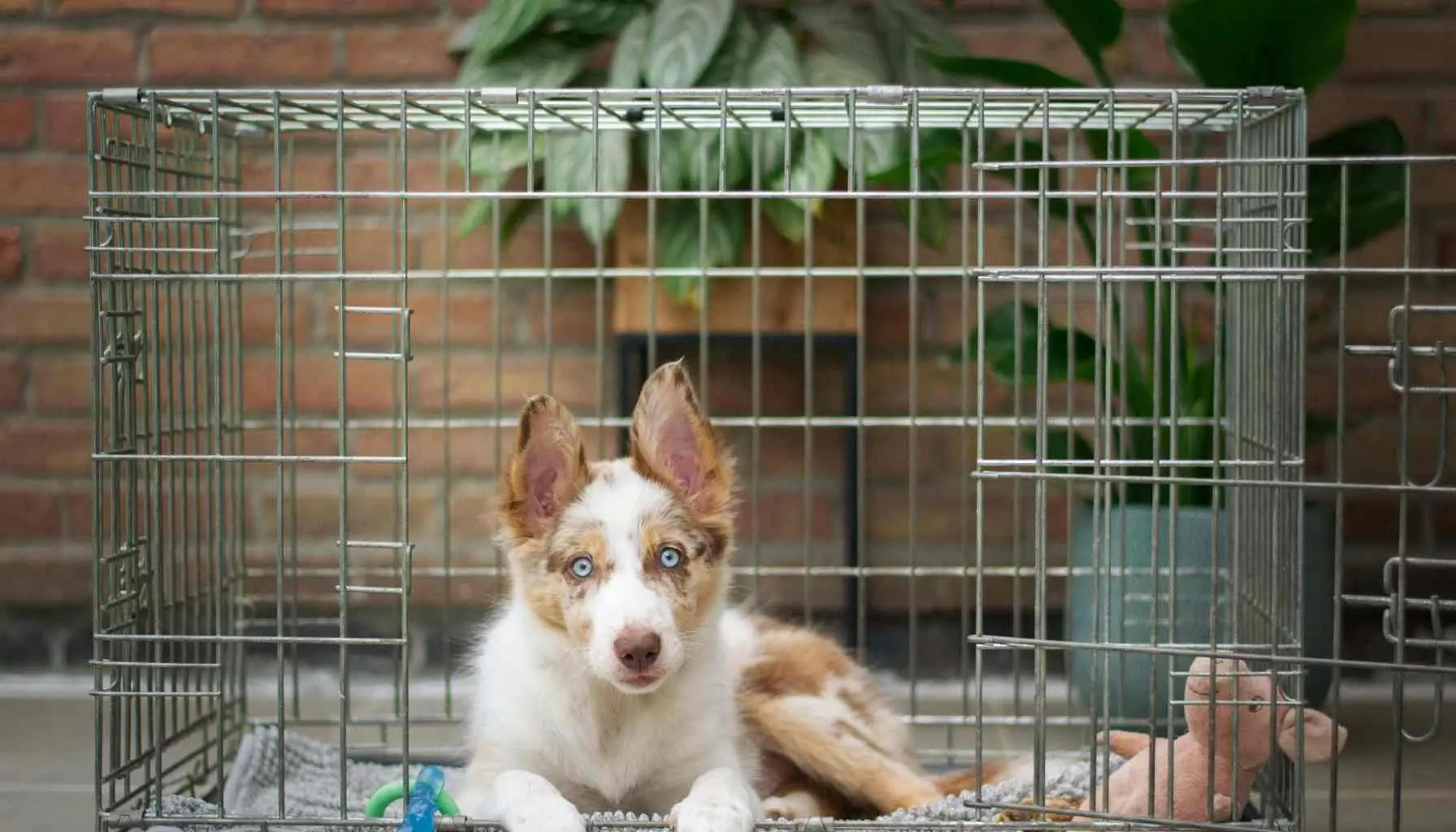 Crate Training