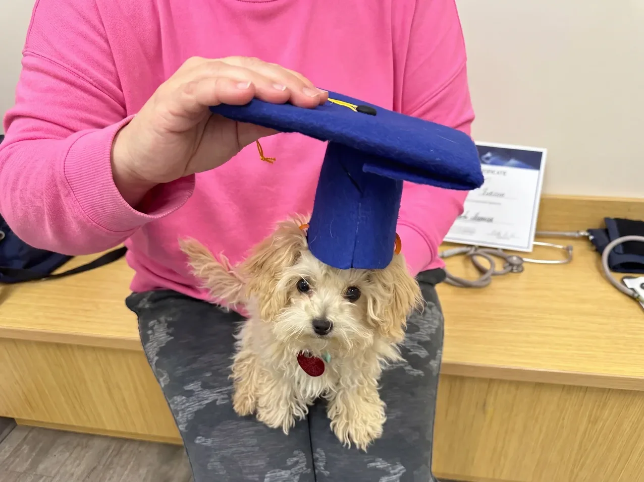Puppy Training