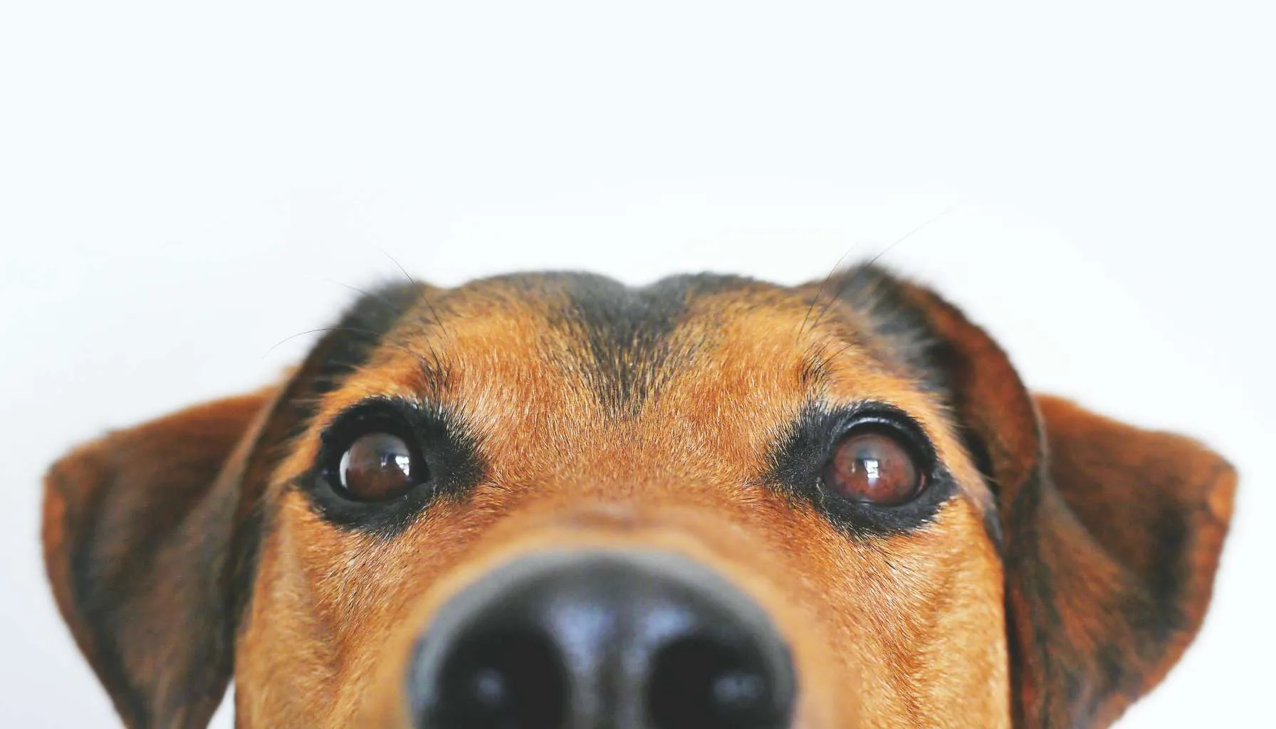 Scent Training