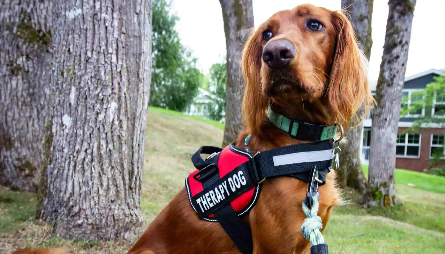 PUPPY TRAINING CLASSES